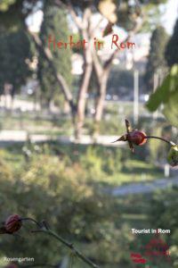 Autunno a Roma giardino delle rose