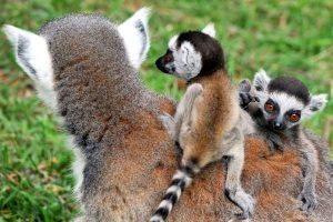 Bioparco Rome Lemurs