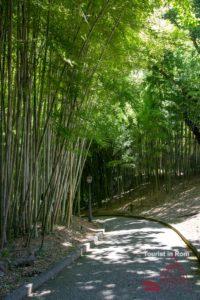 Botanical garden Rome bamboo forest