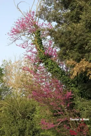 Foto di primavera in Villa Pamphili 10