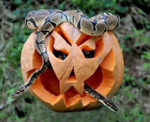 Rom Halloween Bioparco Python mit Kürbis