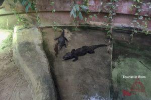 Biopark Rome Dwarf Crocodile
