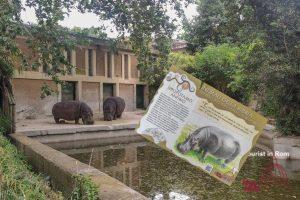 Bioparco Rome Hippopotamus